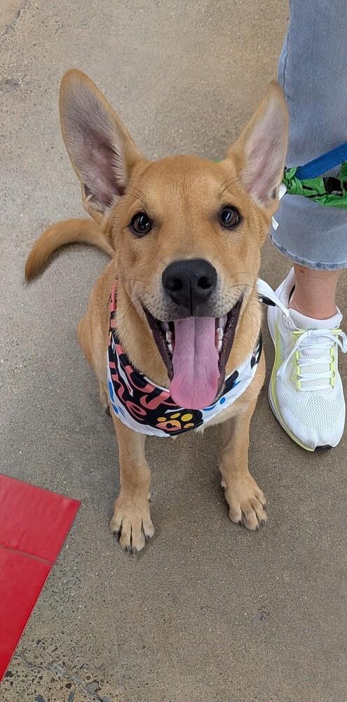 CHASE, a Adoptable mixed breed in Thompson, PA image 1/6