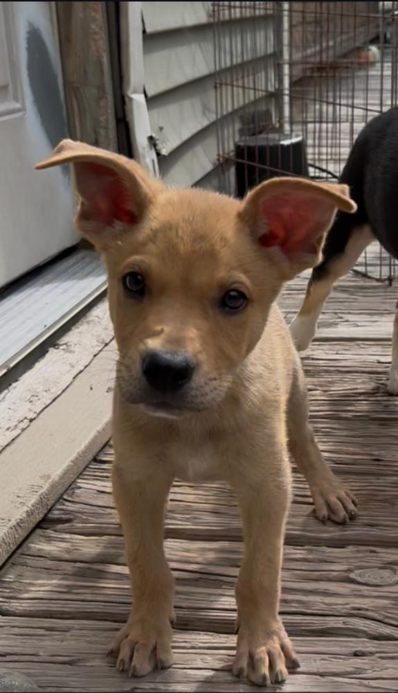 Enlarge CHASE, a Adoptable mixed breed in Thompson, PA image 1/6