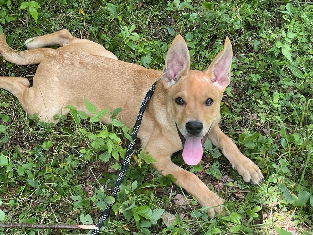 CHASE, a Adoptable mixed breed in Thompson, PA image 3/6