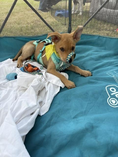 Enlarge CHASE, a Adoptable mixed breed in Thompson, PA image 3/6
