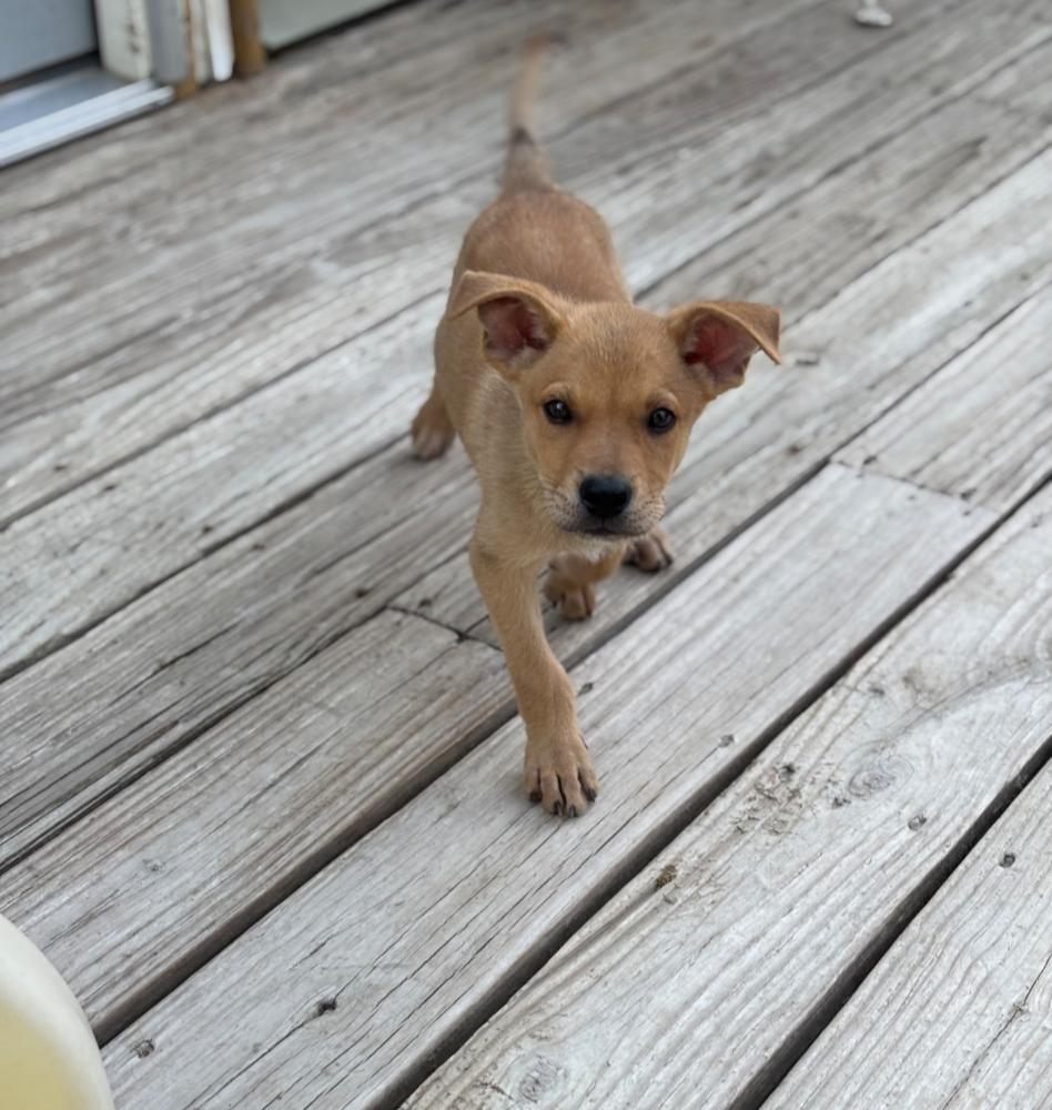 CHASE, a Adoptable mixed breed in Thompson, PA image 4/6