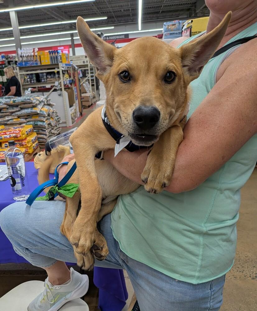 CHASE, a Adoptable mixed breed in Thompson, PA image 5/6