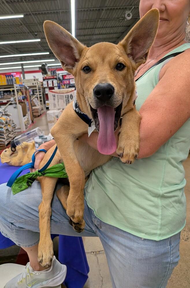 CHASE, a Adoptable mixed breed in Thompson, PA image 6/6