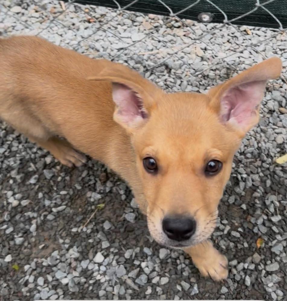Enlarge CHASE, a Adoptable mixed breed in Thompson, PA image 5/6
