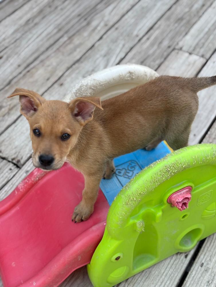 Enlarge CHASE, a Adoptable mixed breed in Thompson, PA image 6/6