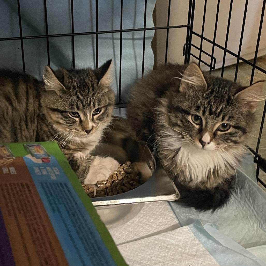 Oliver 22910, Adoptable, Kitten Male Domestic Medium Hair.