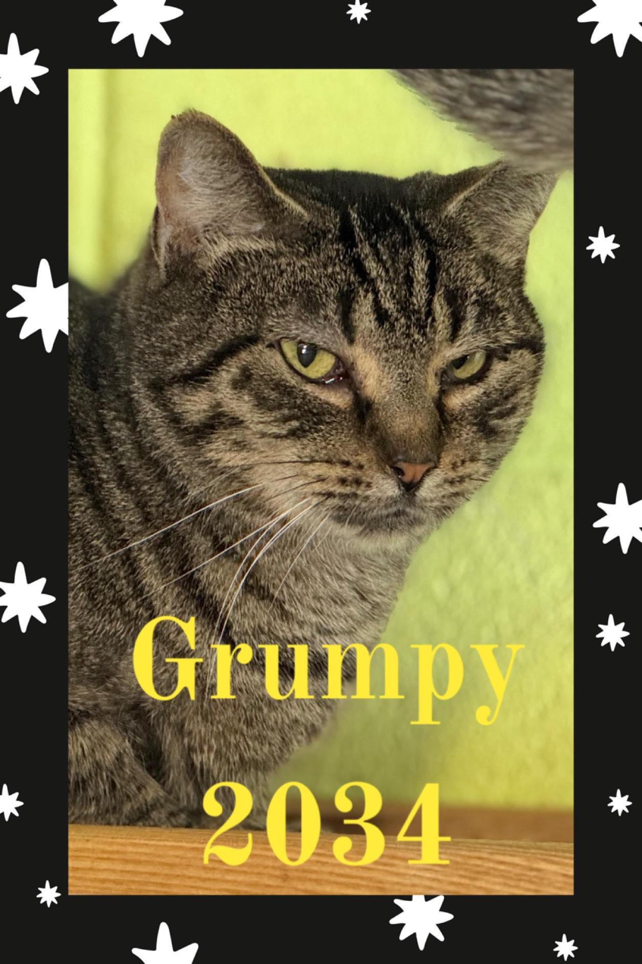 Grumpy, Adoptable, Adult Male Domestic Short Hair.