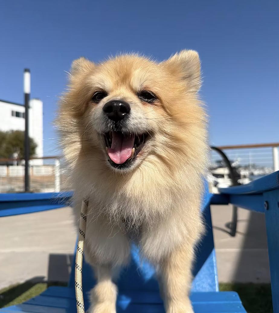 Citrine, ADOPTABLE, Adult Female Pomeranian.