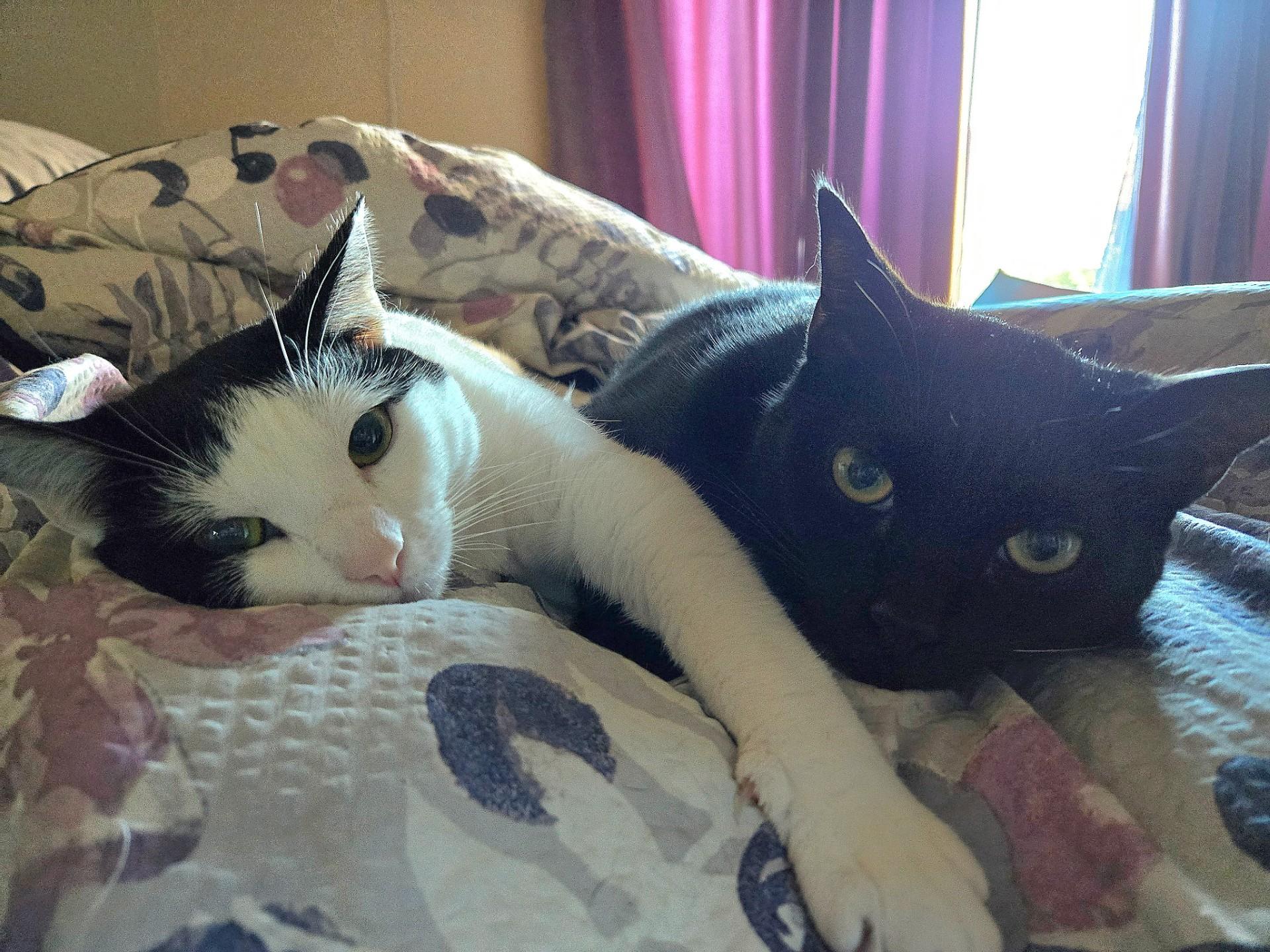 Domino & Sabo