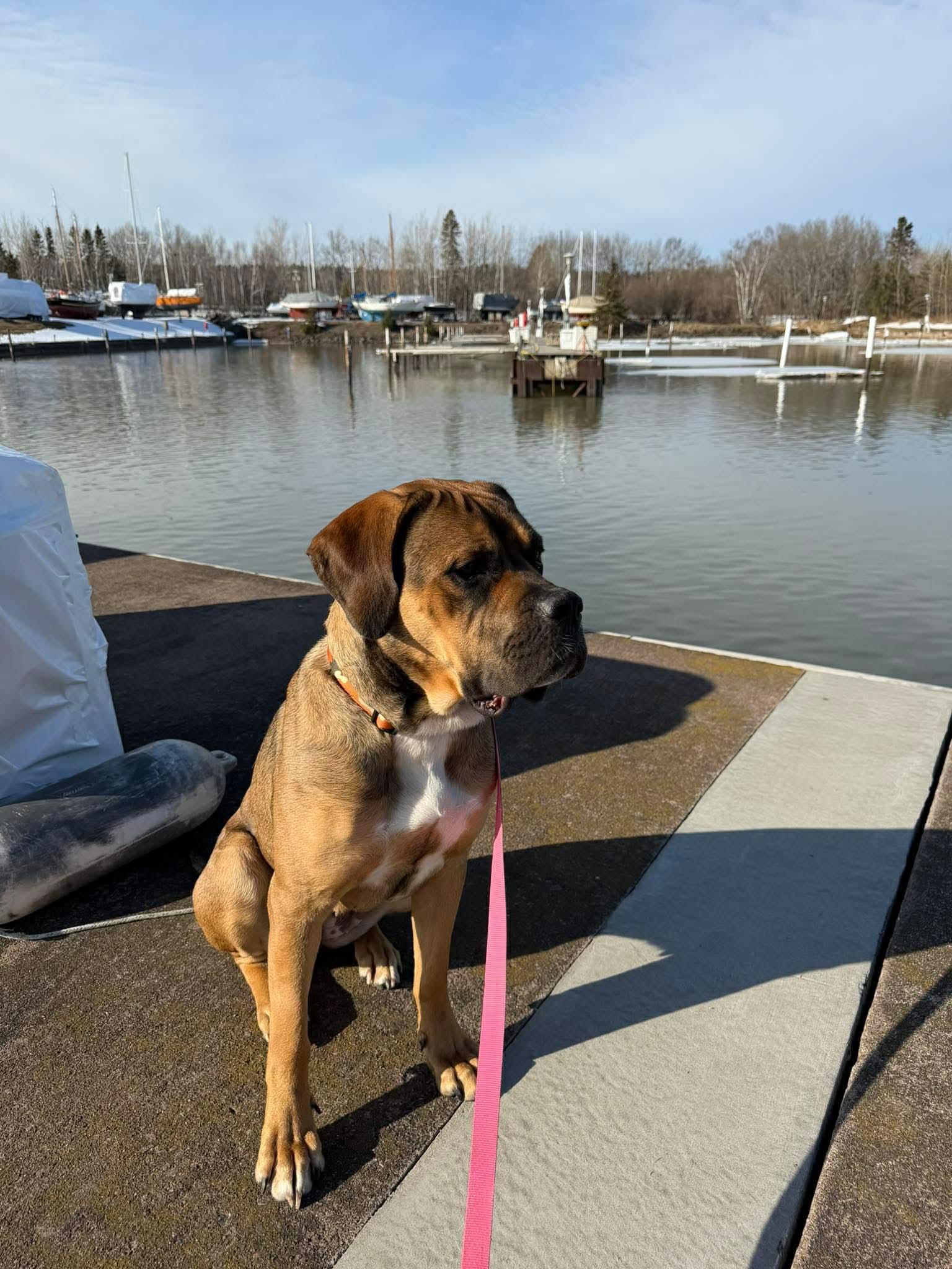 Enlarge Little Foot, a Adoptable Mastiff in Duluth, MN image 1/3
