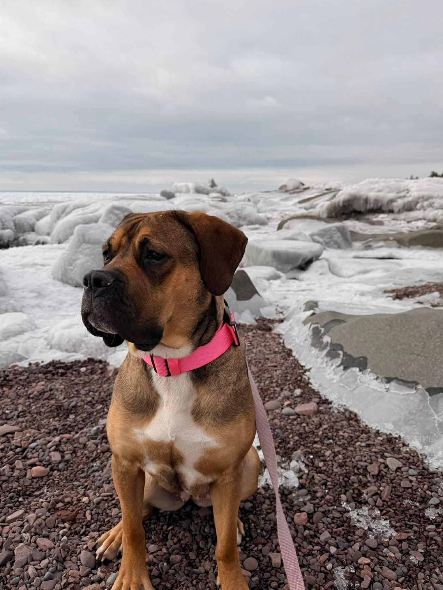 Enlarge Little Foot, a Adoptable Mastiff in Duluth, MN image 2/3