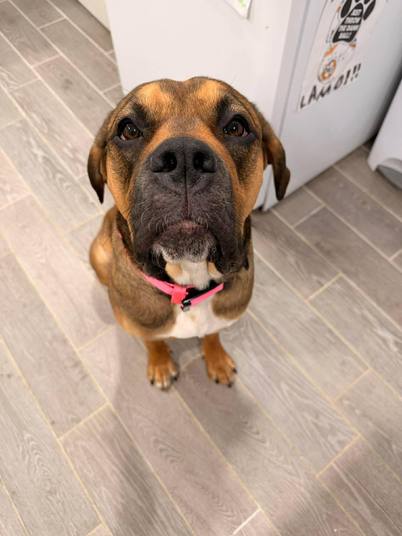 Enlarge Little Foot, a Adoptable Mastiff in Duluth, MN image 3/3