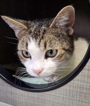Maggie, Adopted, Adult Female Tabby & Domestic Short Hair.
