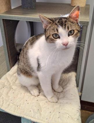 Enlarge Maggie, a Adopted mixed breed in Mountain View, AR image 2/3