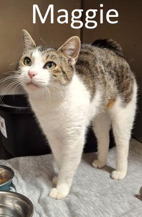 Enlarge Maggie, a Adopted mixed breed in Mountain View, AR image 3/3