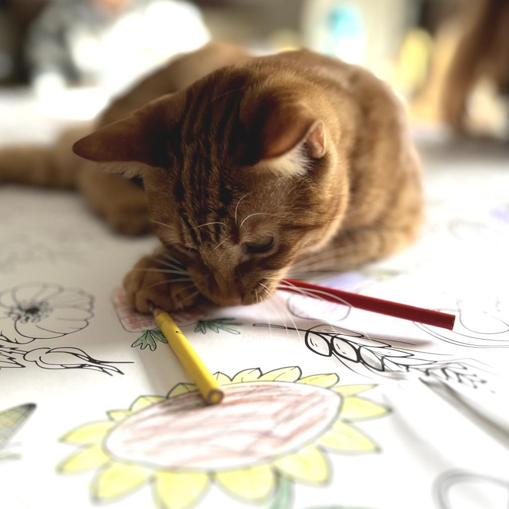 Sol, Adoptable, Young Male Domestic Short Hair.