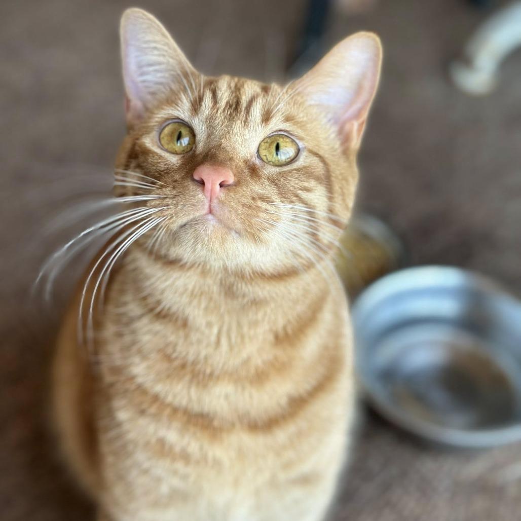 Enlarge Sol, a Adoptable Domestic Short Hair in Huntsville, AL image 2/6