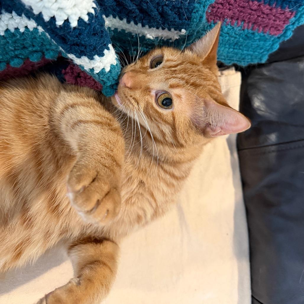 Enlarge Sol, a Adoptable Domestic Short Hair in Huntsville, AL image 2/5