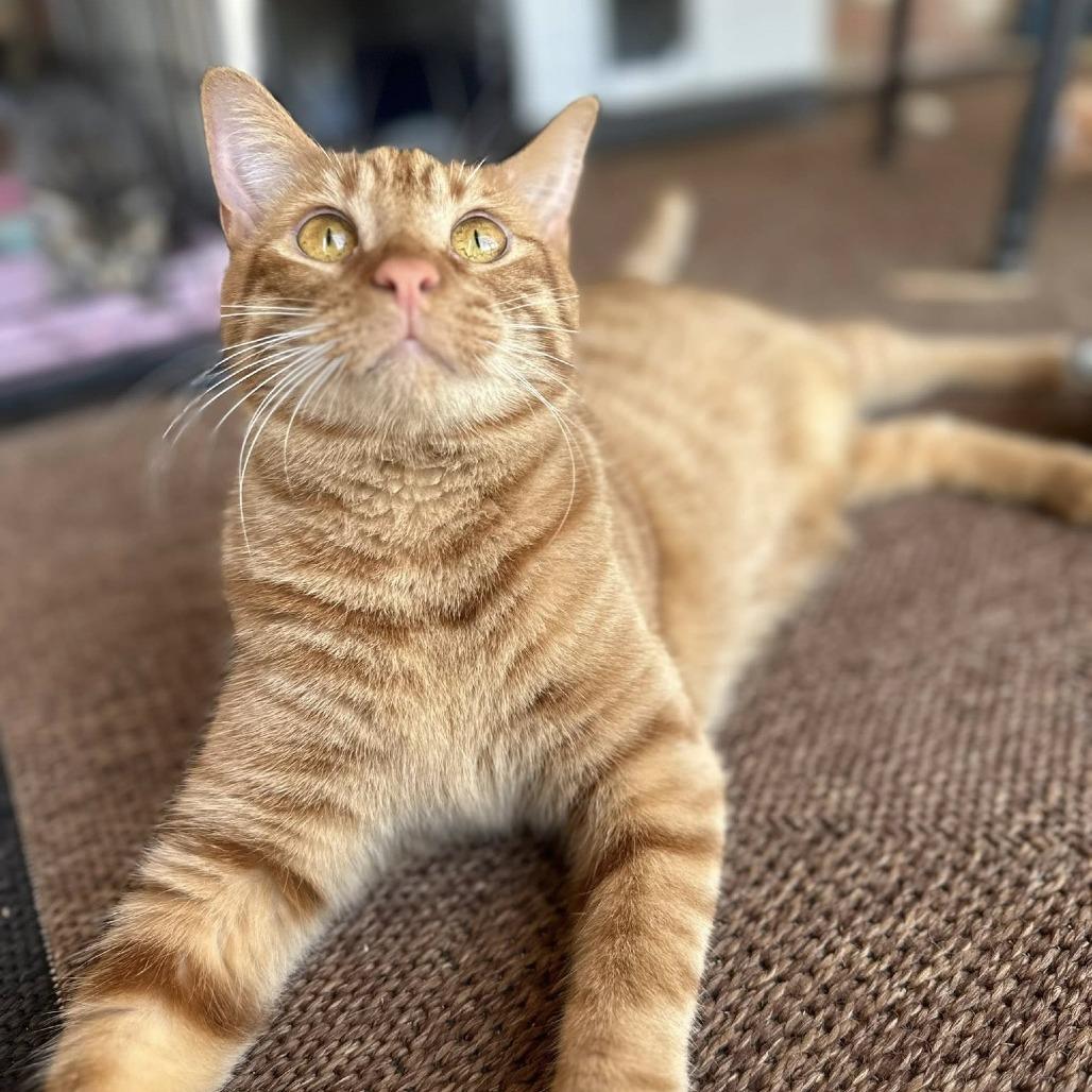 Enlarge Sol, a Adoptable Domestic Short Hair in Huntsville, AL image 3/6