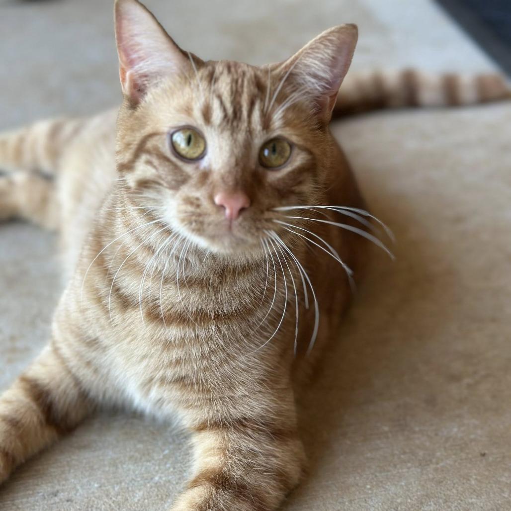 Enlarge Sol, a Adoptable Domestic Short Hair in Huntsville, AL image 4/6