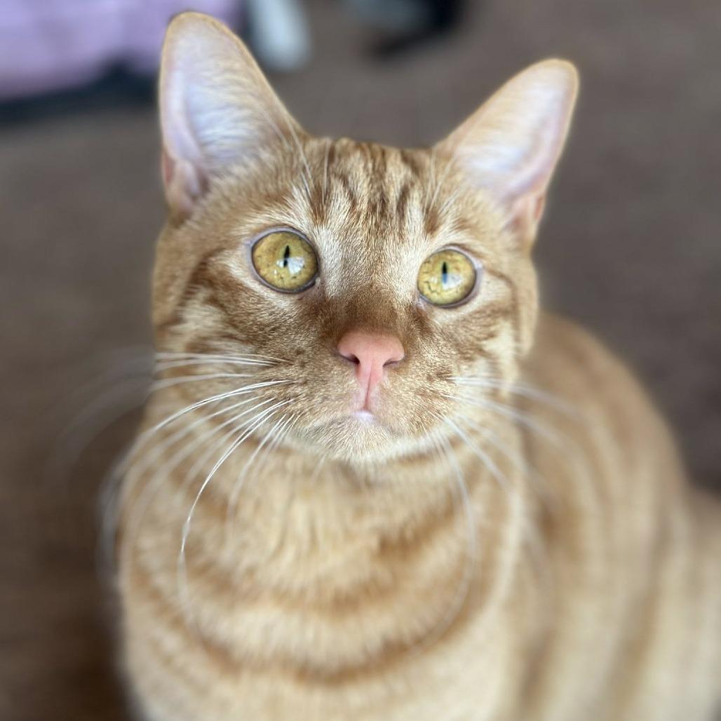 Enlarge Sol, a Adoptable Domestic Short Hair in Huntsville, AL image 5/6