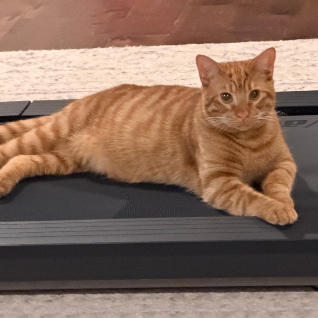 Enlarge Sol, a Adoptable Domestic Short Hair in Huntsville, AL image 5/5