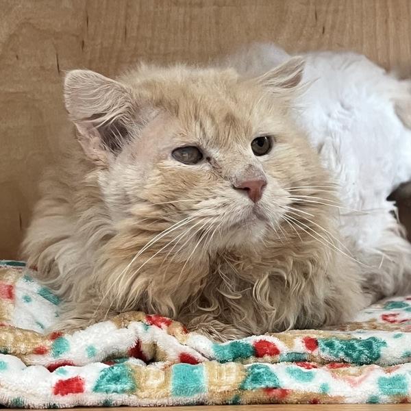 Enlarge Sir Fluffington, a Adoptable mixed breed in Silverdale, WA image 2/2