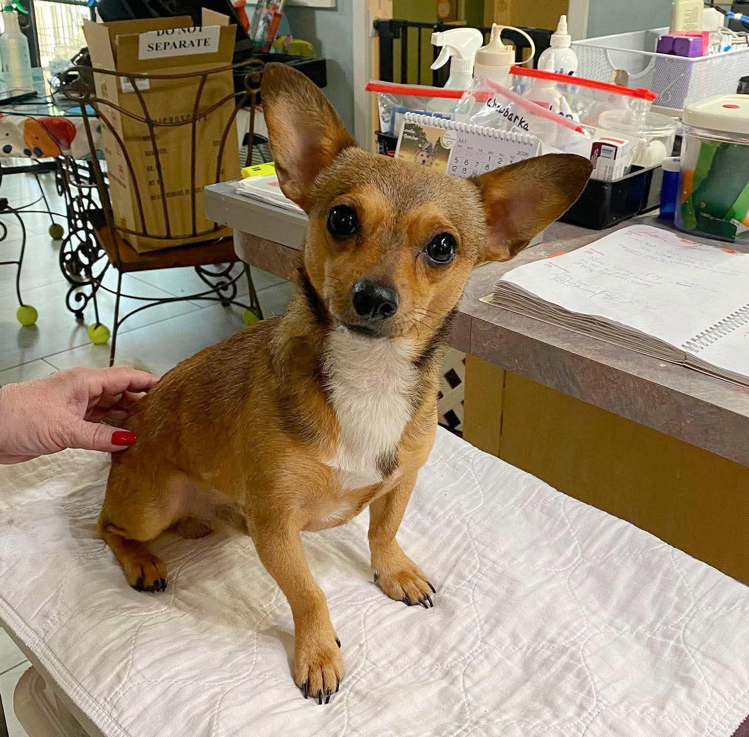Enlarge Atlas (NOT YET AVAILABLE), a Adoptable mixed breed in Benton, LA image 1/1
