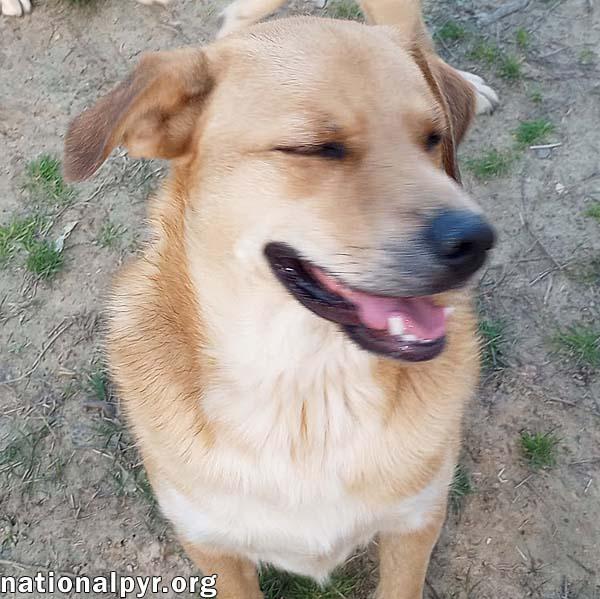 Big Red in LA - Super Sweet Guy Loves Attention! photo 3