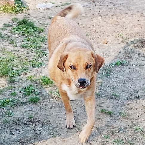 Big Red in LA - Super Sweet Guy Loves Attention!, Young Male Great Pyrenees