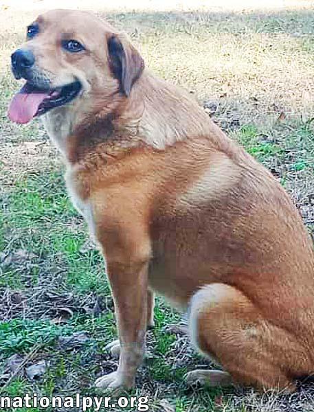 Enlarge Big Red in LA - Super Sweet Guy Loves Attention!, a Adoptable mixed breed in Alexandria, LA image 1/4