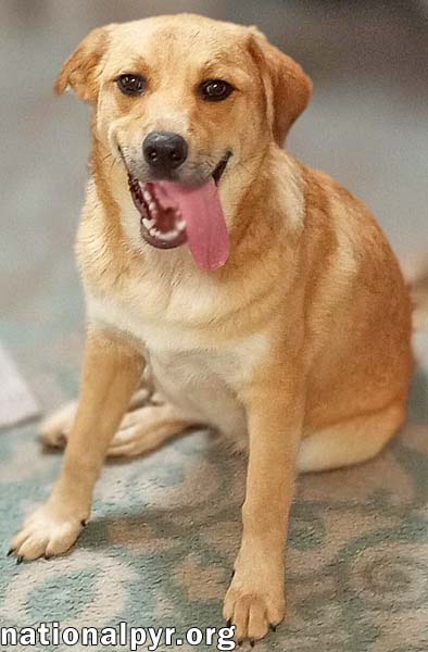 Big Red in LA - Super Sweet Guy Loves Attention! photo 2