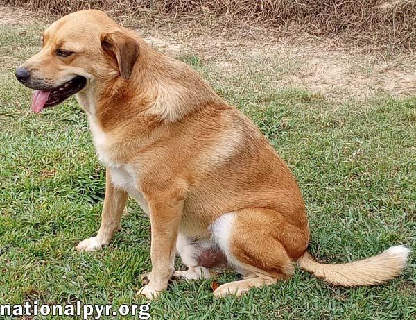 Big Red in LA - Super Sweet Guy Loves Attention!, an adoptable Great Pyrenees, Labrador Retriever in Alexandria, LA, 71301 | Photo Image 3