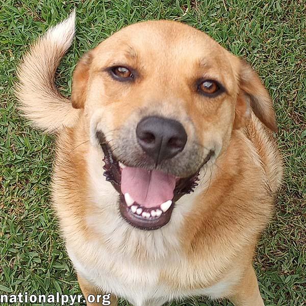 Big Red in LA - Super Sweet Guy Loves Attention!, Adoptable, Young Male Great Pyrenees & Labrador Retriever.