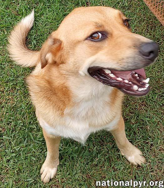 Big Red in LA - Super Sweet Guy Loves Attention!, an adoptable Great Pyrenees, Labrador Retriever in Alexandria, LA, 71301 | Photo Image 2