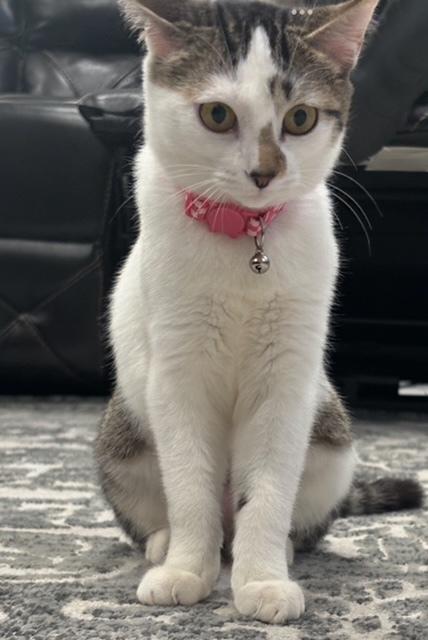 Enlarge Maggie, a Adoptable Domestic Short Hair in Covington, LA image 2/2