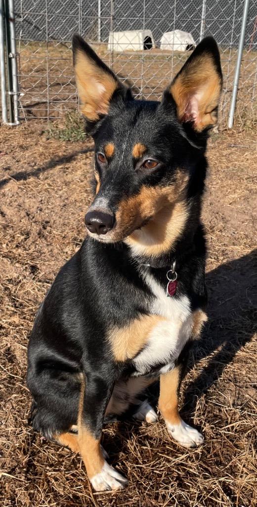 Enlarge Baxter, a Adoptable mixed breed in Spooner, WI image 1/3