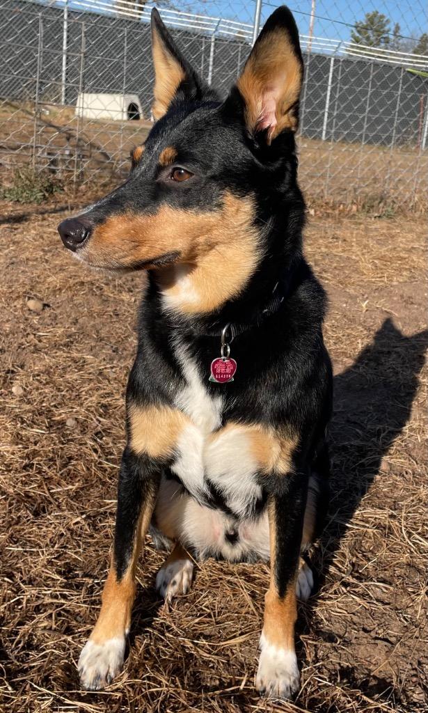 Enlarge Baxter, a Adoptable mixed breed in Spooner, WI image 3/3