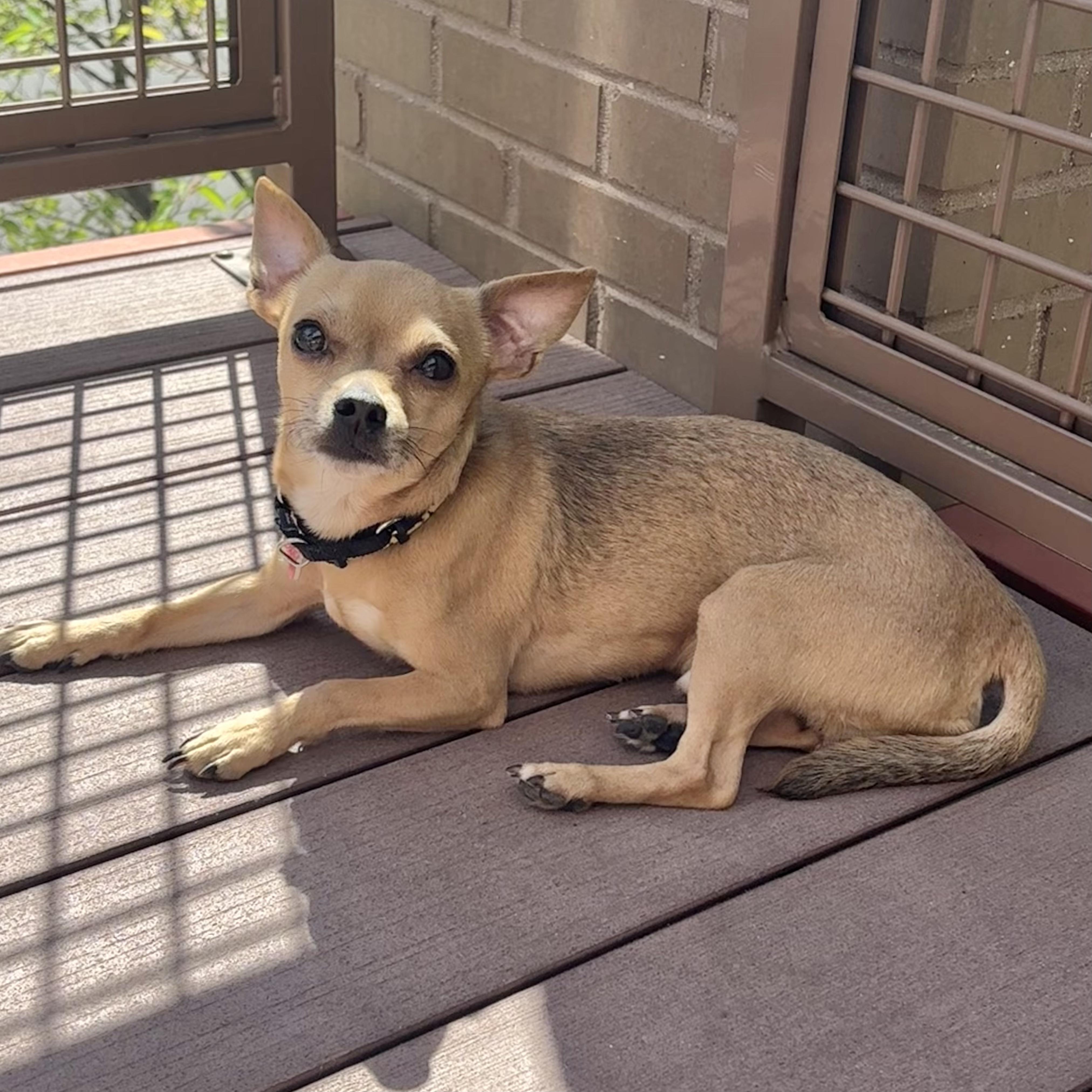 Dexter, ADOPTABLE, Young Male Chihuahua.