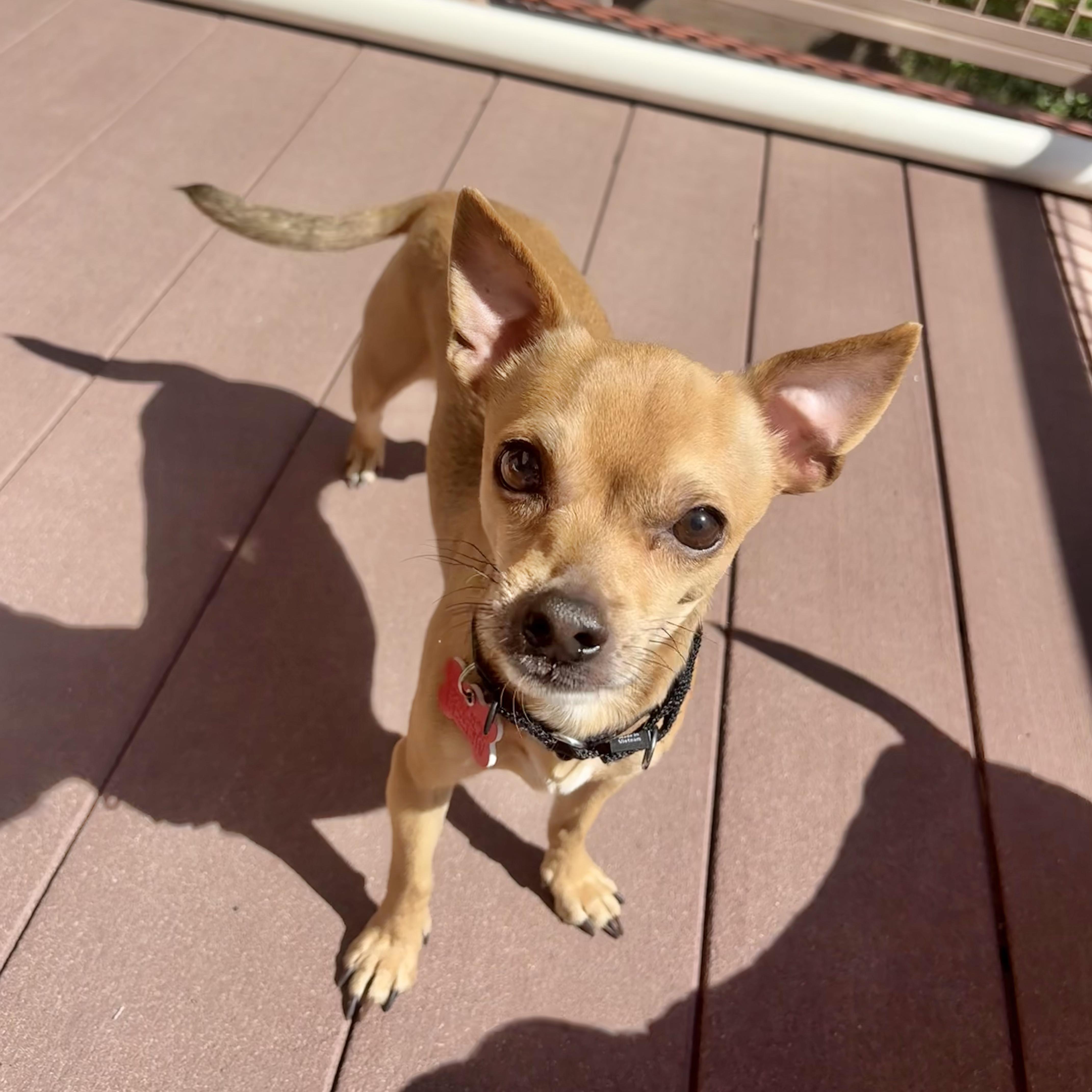 Enlarge Dexter, a ADOPTABLE mixed breed in Boulder, CO image 5/6