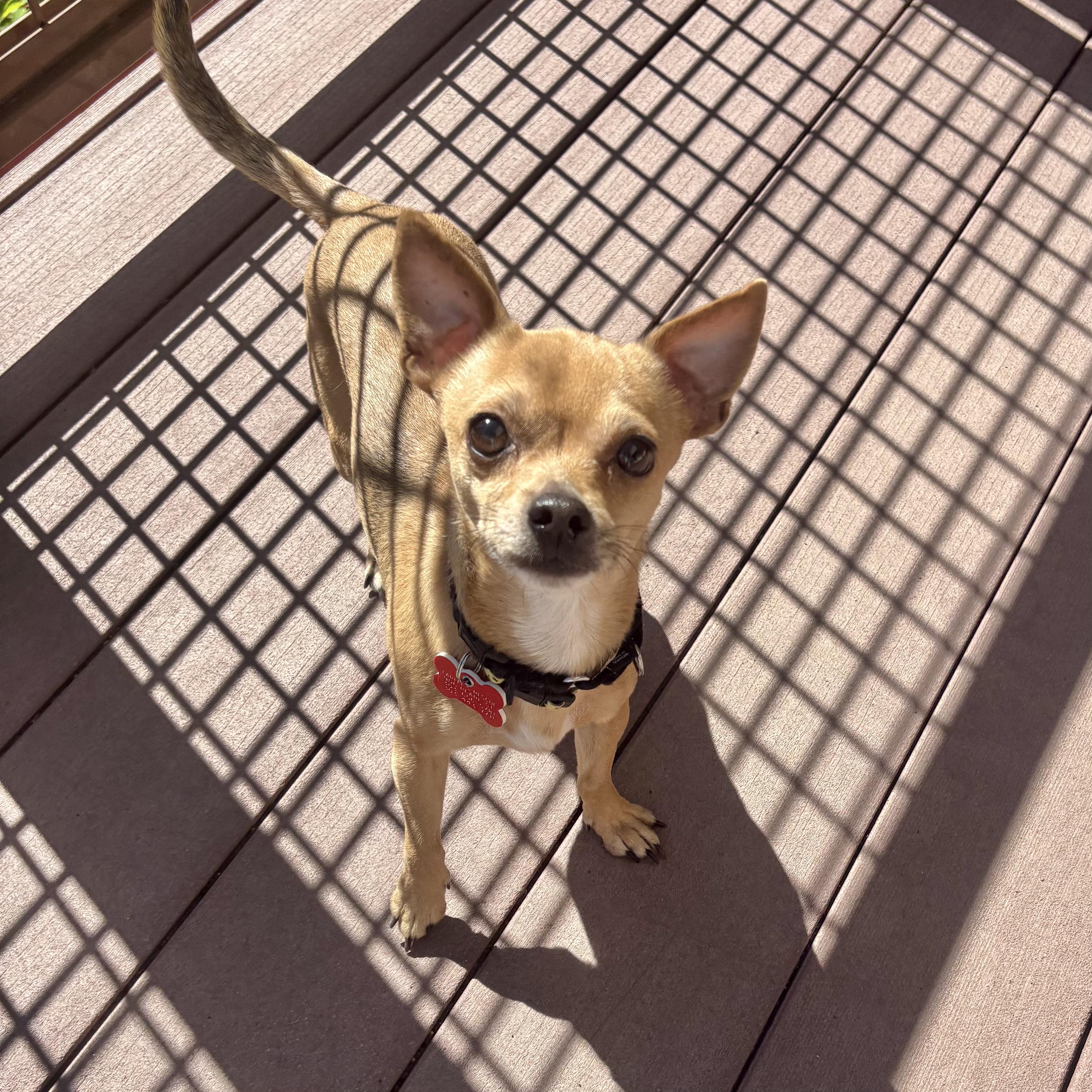 Enlarge Dexter, a ADOPTABLE mixed breed in Boulder, CO image 3/6