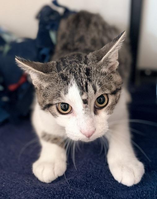 Enlarge Malcolm, a ADOPTABLE Domestic Short Hair in Mauston, WI image 1/1