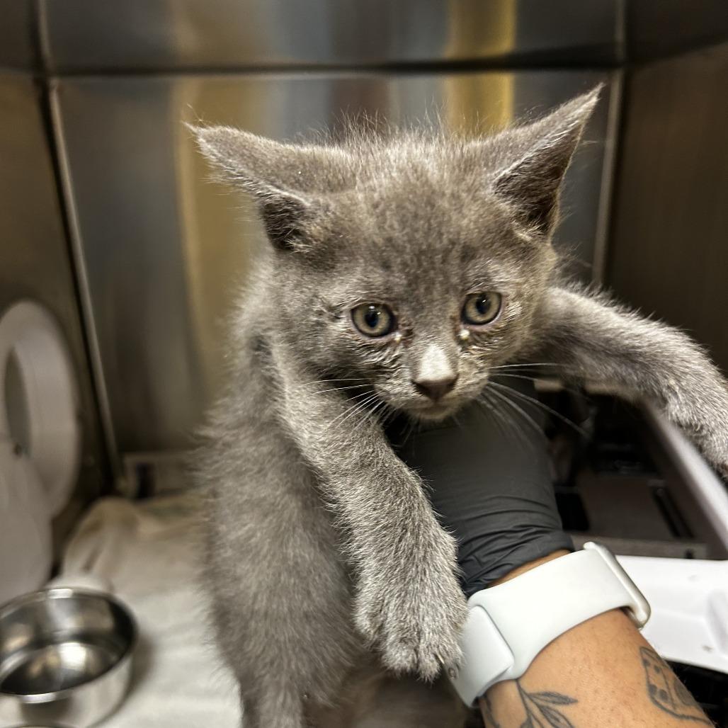 Cider, Adoptable, Kitten Male Domestic Short Hair.