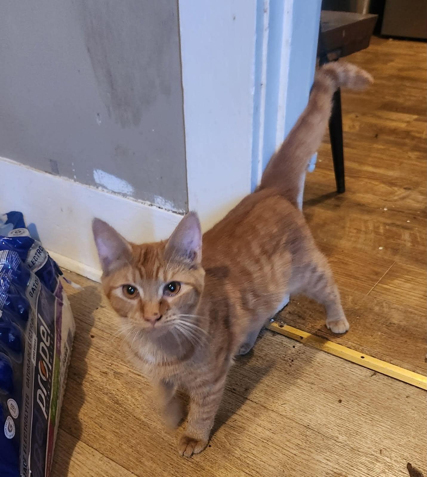 Ashton , a Adoptable Domestic Short Hair in Dyersburg, TN image 1/4