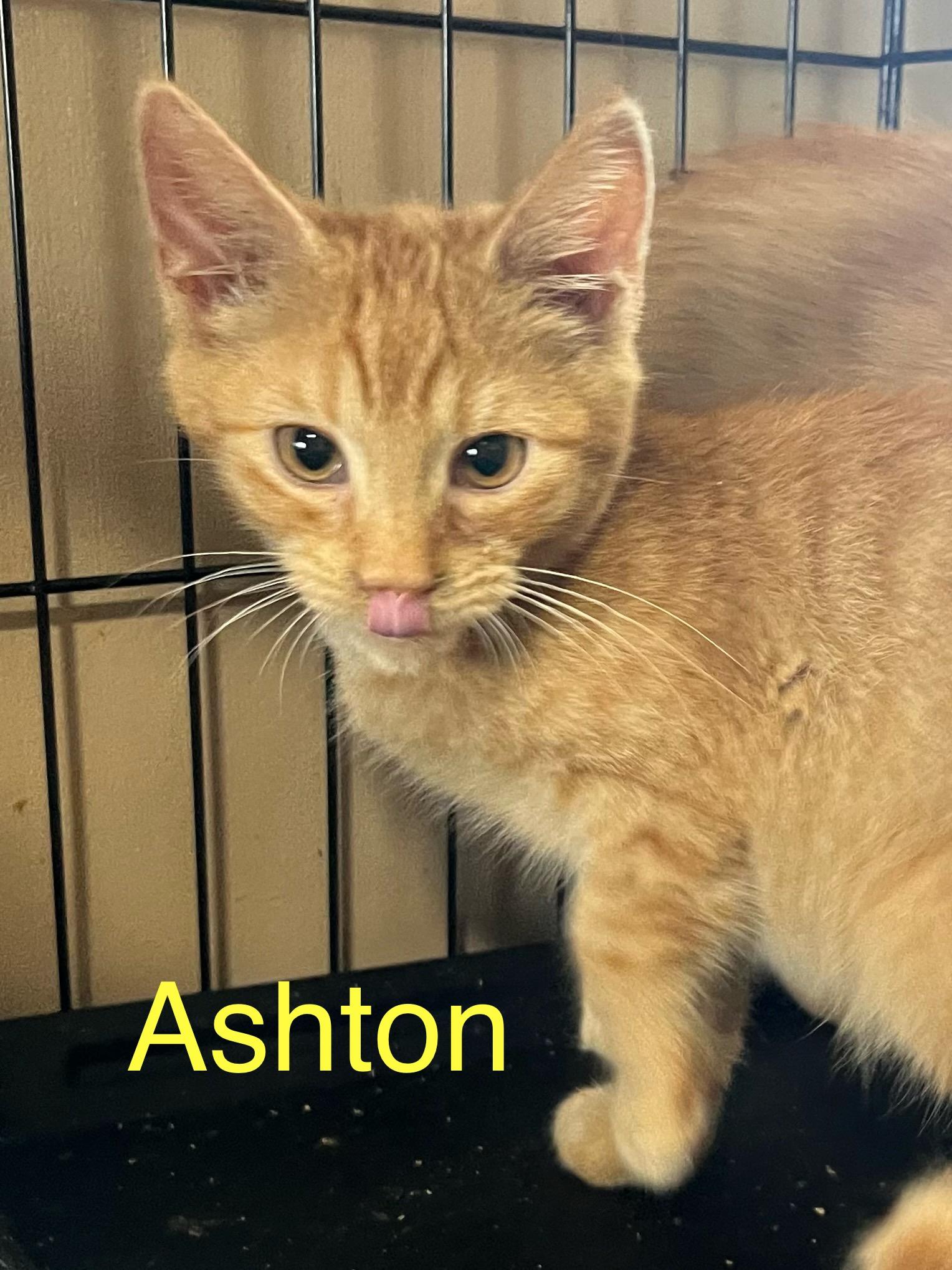 Ashton , a Adoptable Domestic Short Hair in Dyersburg, TN image 2/4