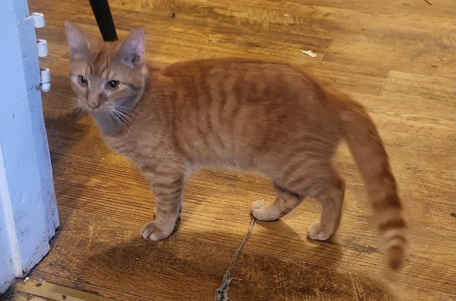 Ashton , a Adoptable Domestic Short Hair in Dyersburg, TN image 3/4