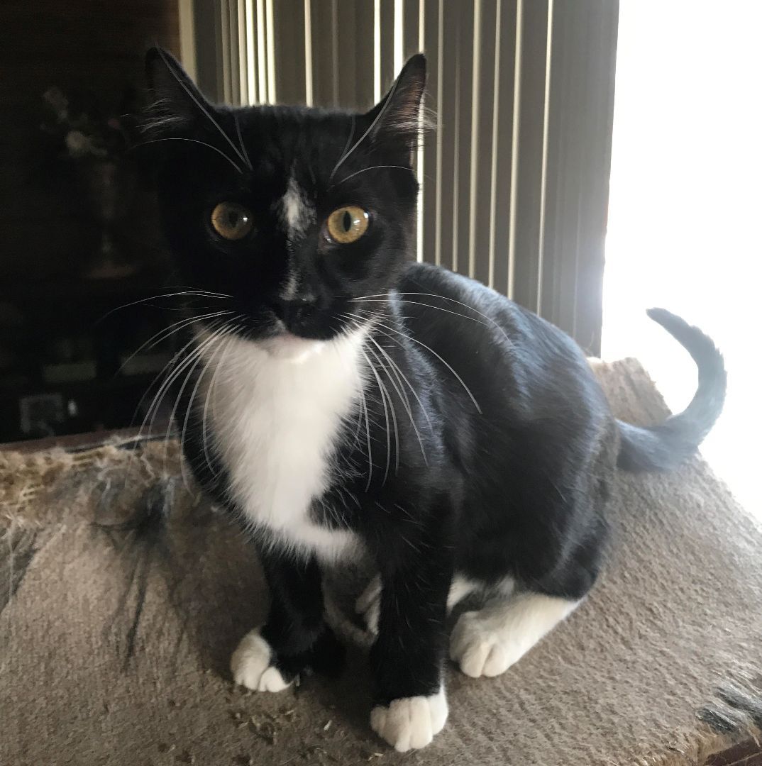 Enlarge Tuxie , a Adoptable Tuxedo in RIVERSIDE, CA image 1/1