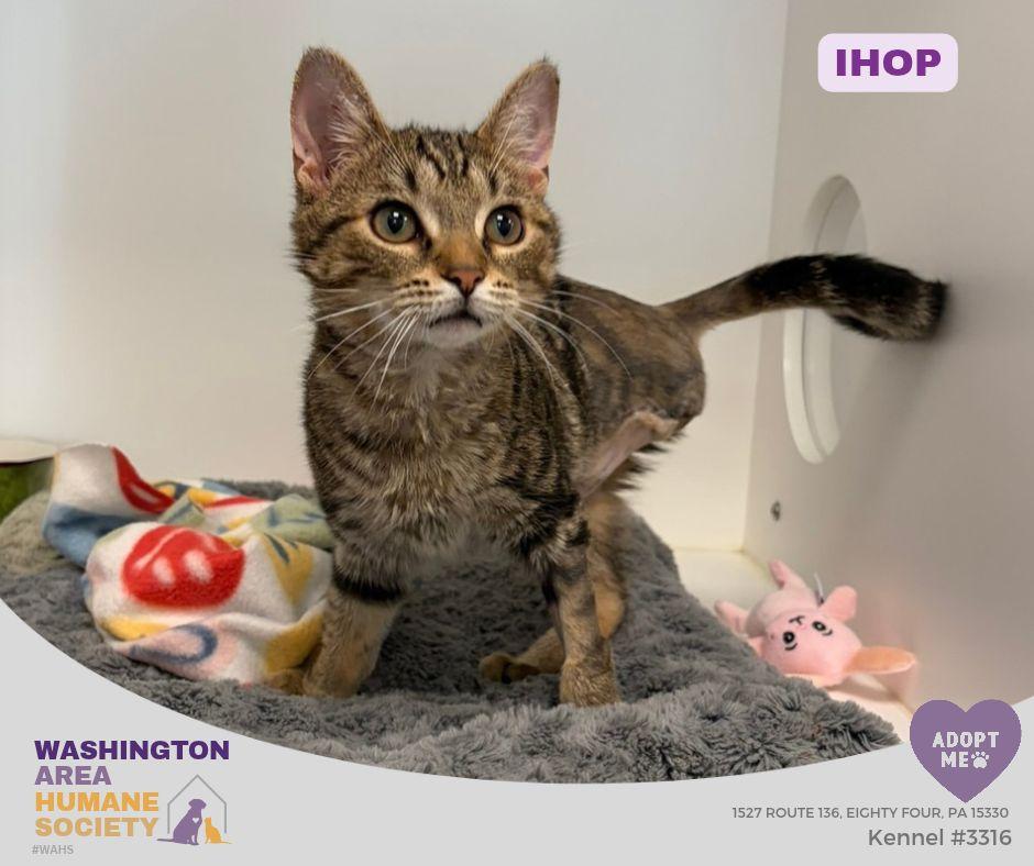 Enlarge Ihop, a Adopted mixed breed in Eighty Four, PA image 1/1
