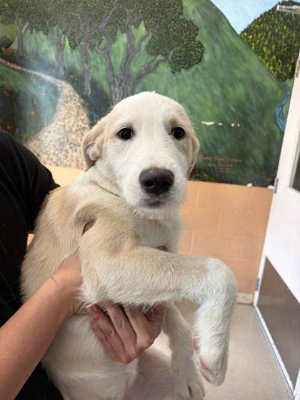 Enlarge Amy Taylor, a Adopted mixed breed in Oakland, CA image 1/1