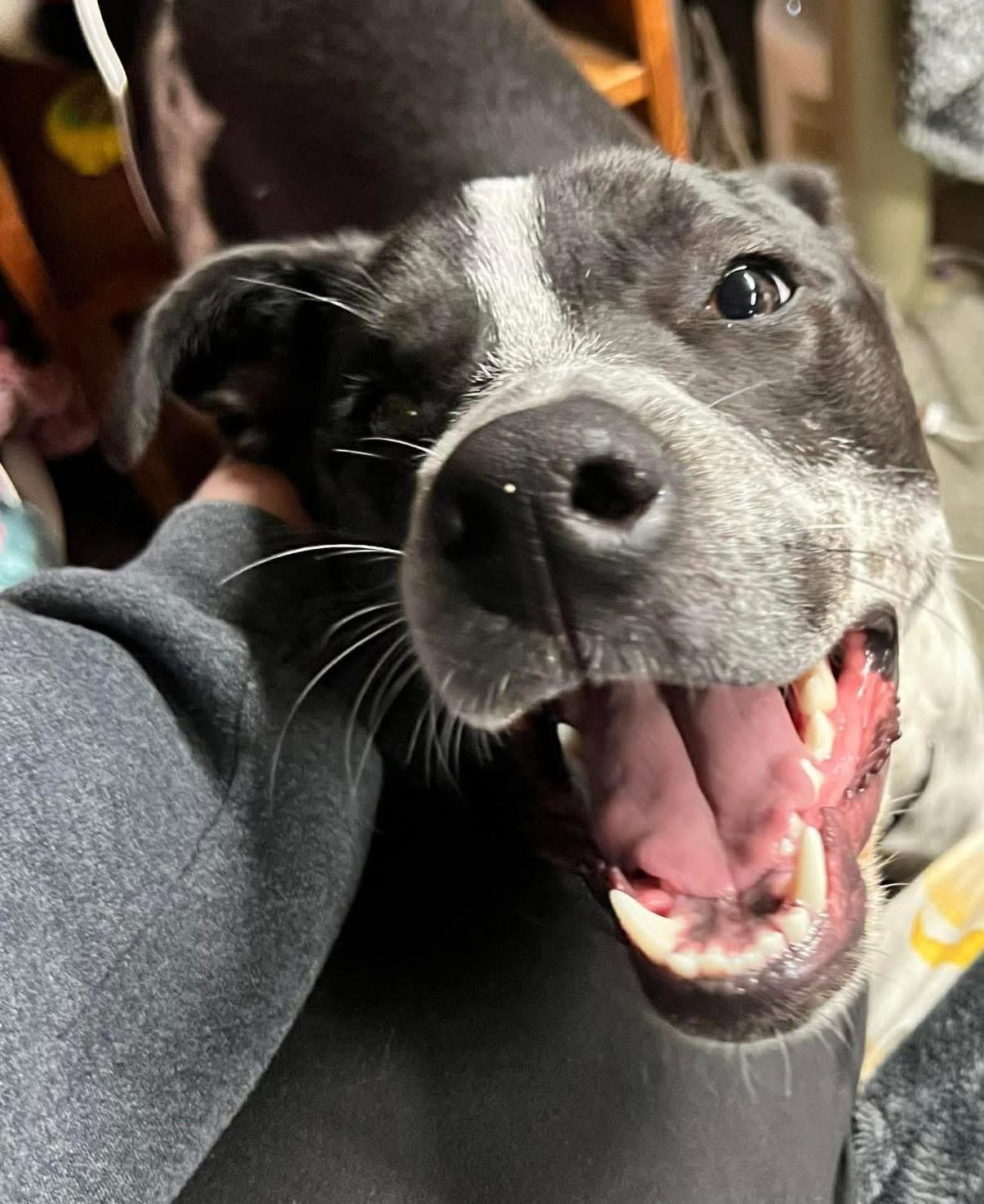 Enlarge Charlie, a ADOPTABLE mixed breed in Brooks, ME image 3/3